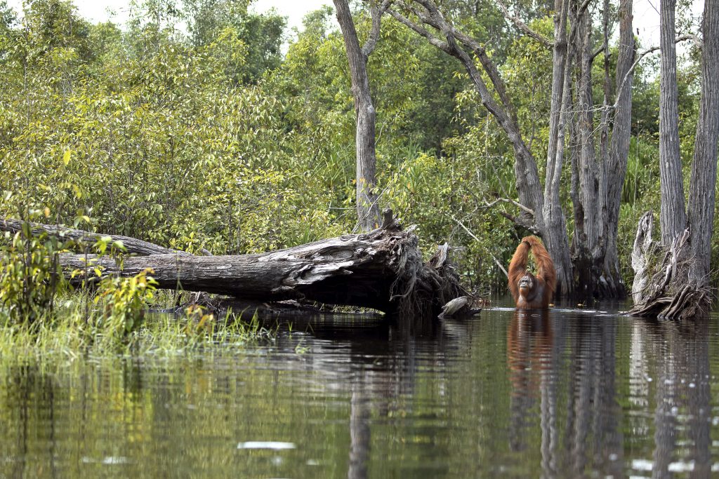 Орангутанг в реке