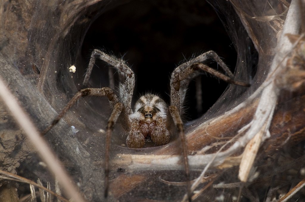 10 самых отвратительных паукообразных в мире