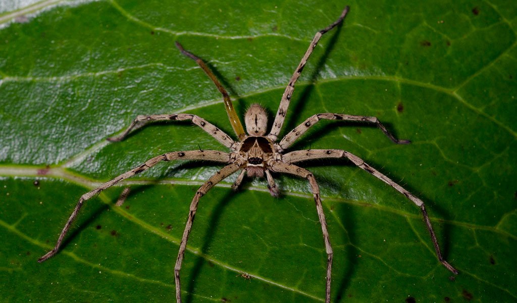 10 самых отвратительных паукообразных в мире