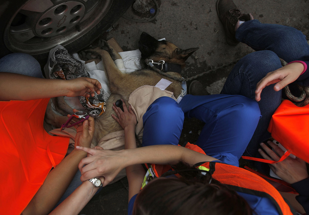 Как трудятся собаки, обученные доставать людей из-под завалов