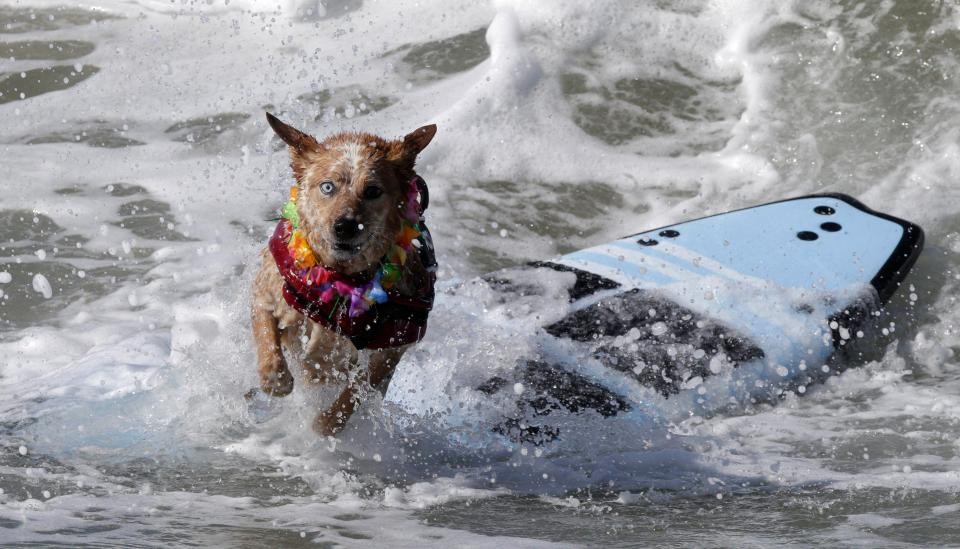 Соревнования по серфингу среди собак в Калифорнии 2017