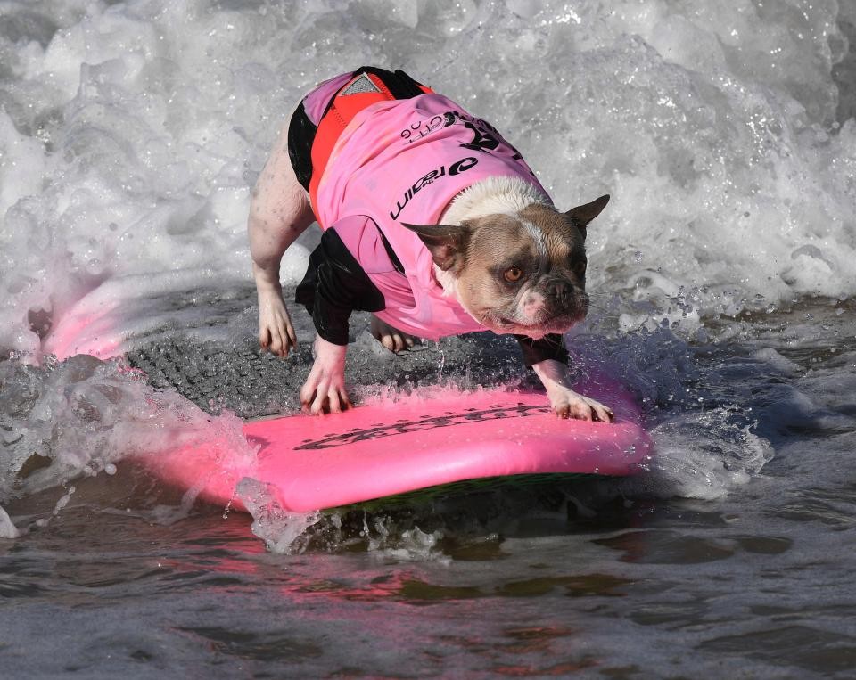 Соревнования по серфингу среди собак в Калифорнии 2017