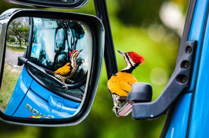 25 фотографий птиц с конкурса Bird Photographer of the Year 2017