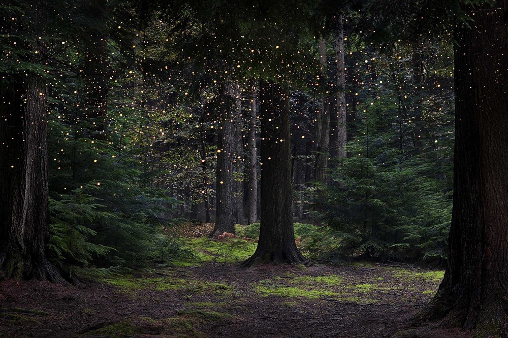 Лесные пейзажи Великобритании от Элли Дэвис