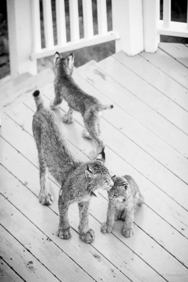Семейство рысей заглянуло в гости к жителю Аляски