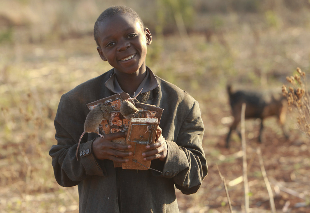 Дети ловят, жарят и продают мышей в Зимбабве