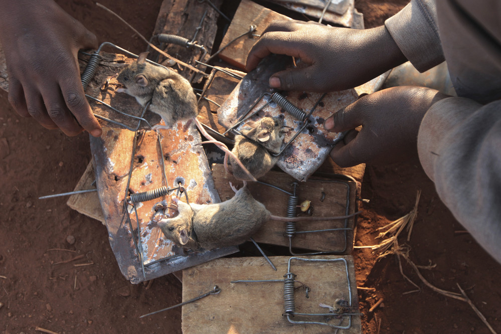 Дети ловят, жарят и продают мышей в Зимбабве
