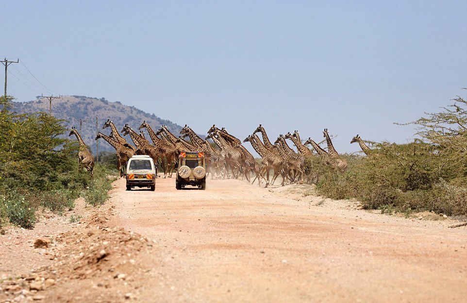 30 жирафов переходят дорогу