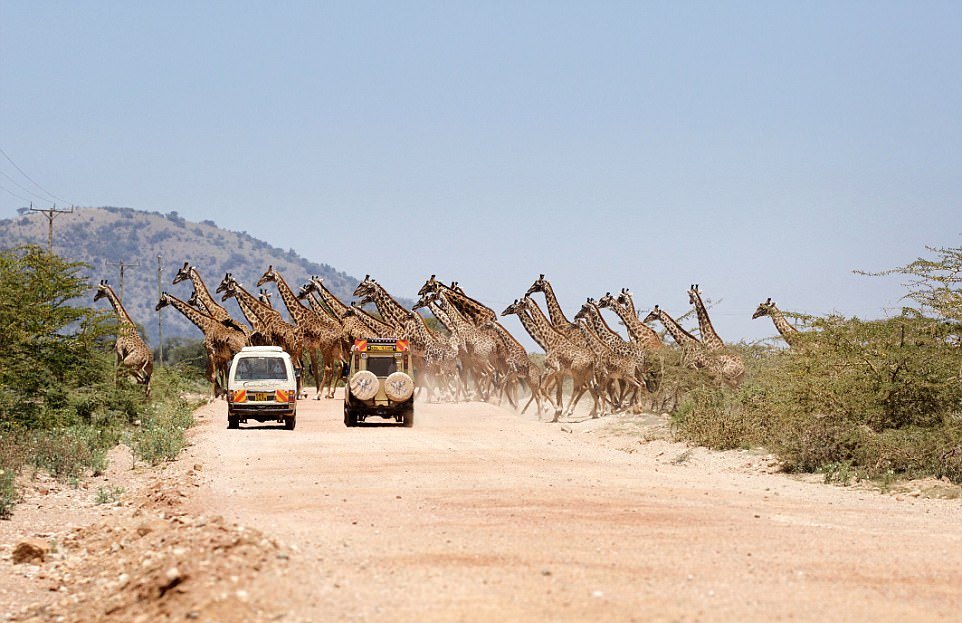 30 жирафов переходят дорогу
