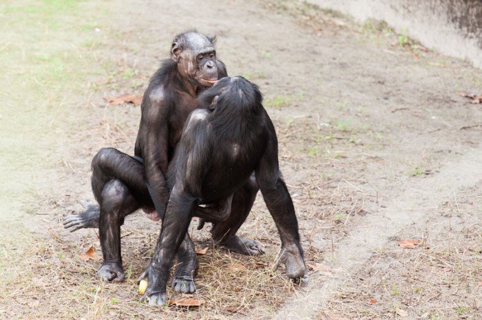 Бонобо
