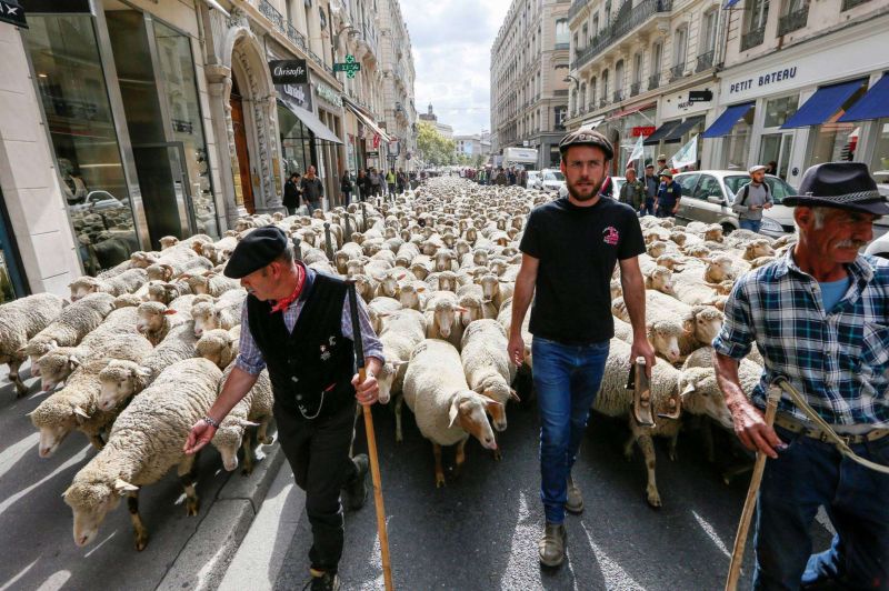 Французские животноводы вышли на протест с тысячей овец