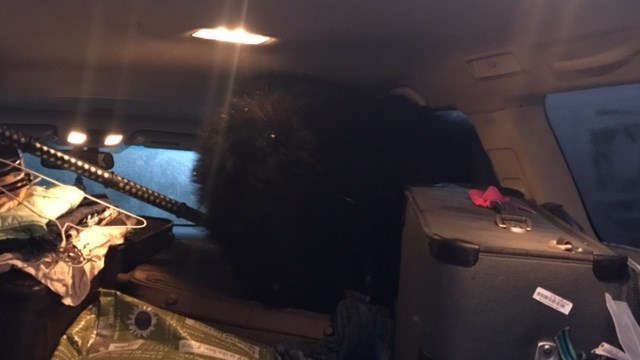 Американка обнаружила в своем автомобиле трех медведей
