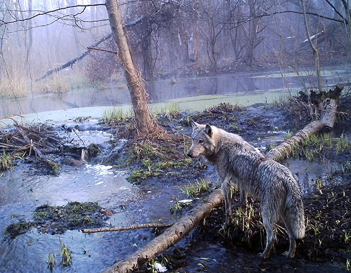 Животный мир в окрестностях Чернобыльской АЭС