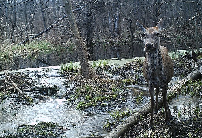 Животный мир в окрестностях Чернобыльской АЭС