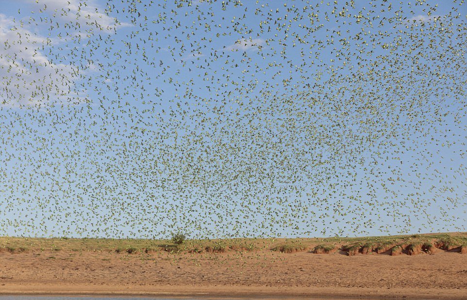10 000 попугайчиков на водопое