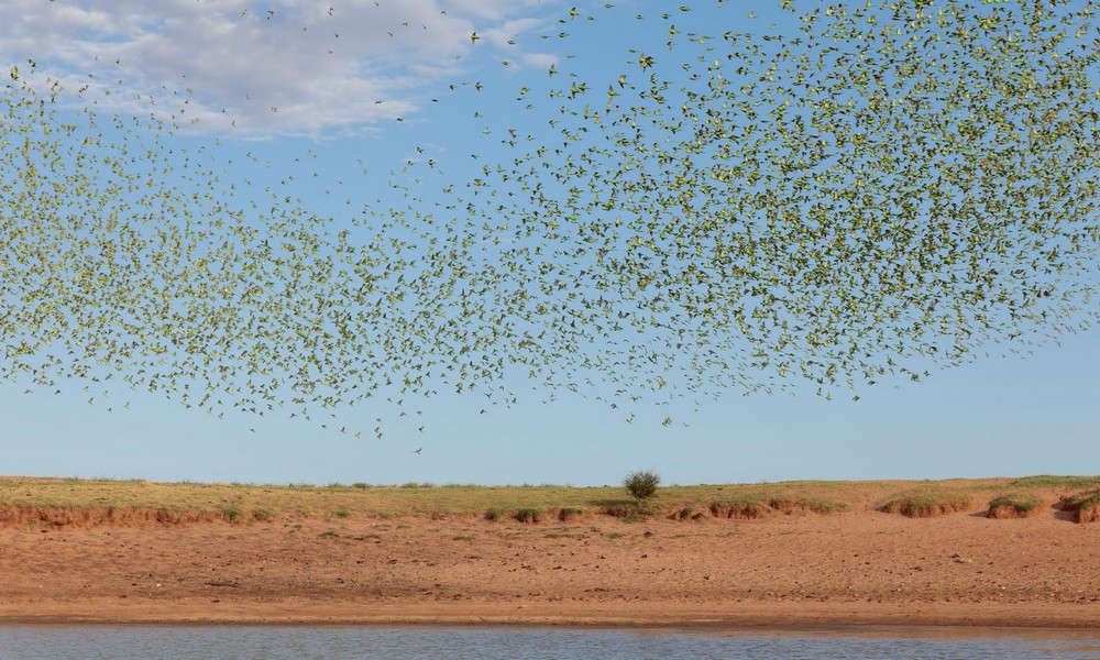 10 000 попугайчиков на водопое