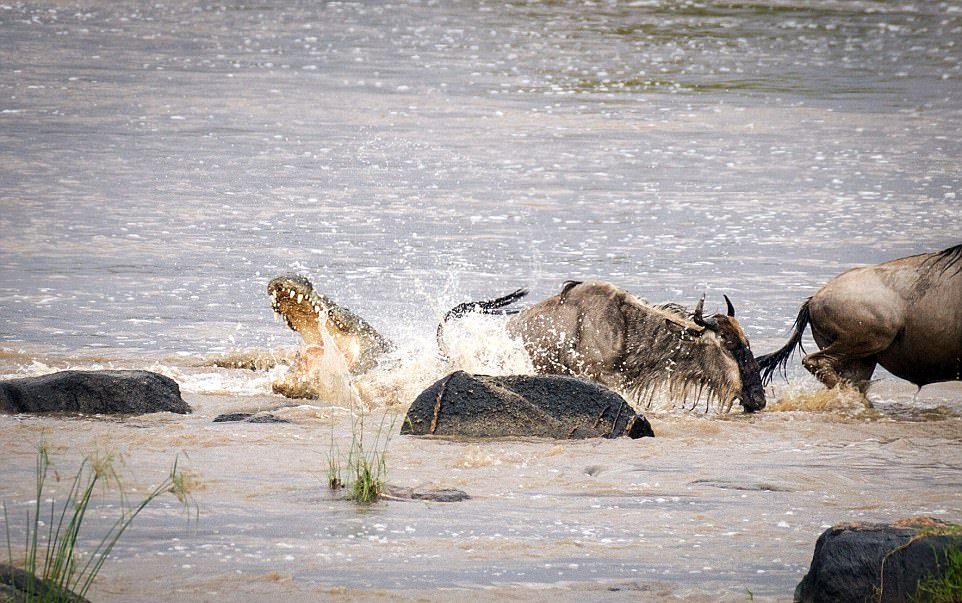 Антилопа гну чудом спаслась от пасти крокодила