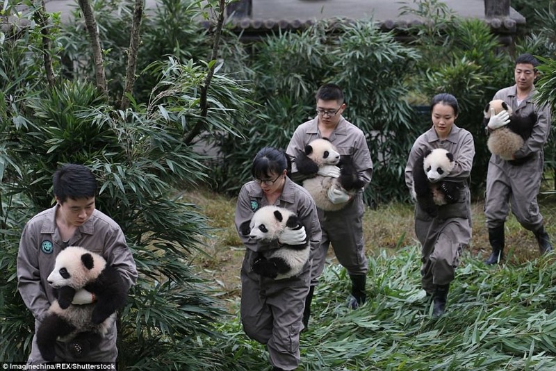 Настоящий бэби-бум у панд в Китае