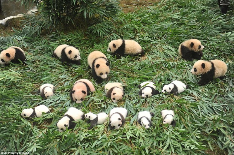 Настоящий бэби-бум у панд в Китае