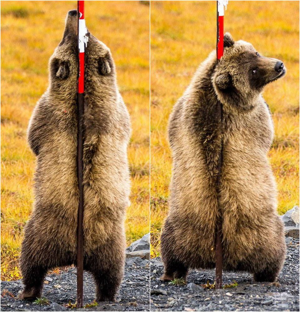 Медведи чешут спины о придорожный металлический шест