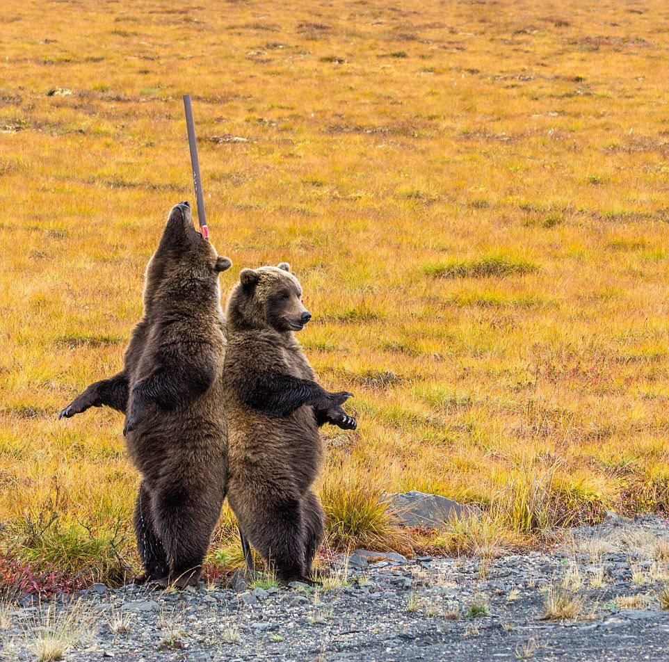 Медведи чешут спины о придорожный металлический шест