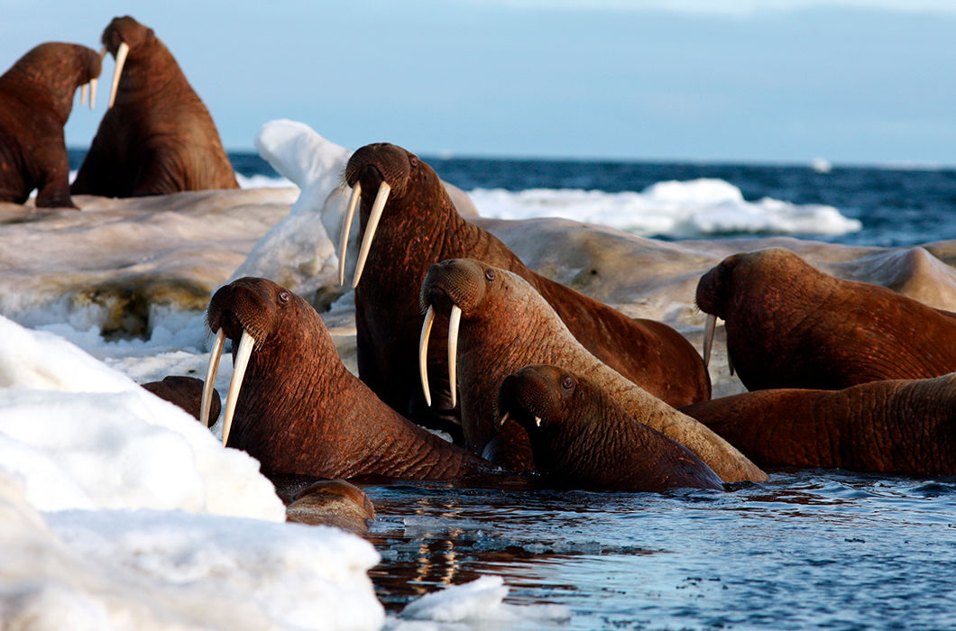 Антарктида животный мир фото с названиями