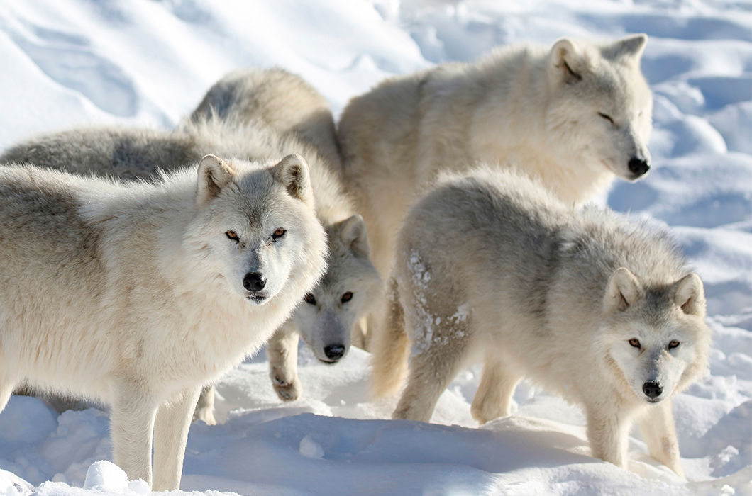 Животный мир Арктики и Приполярья