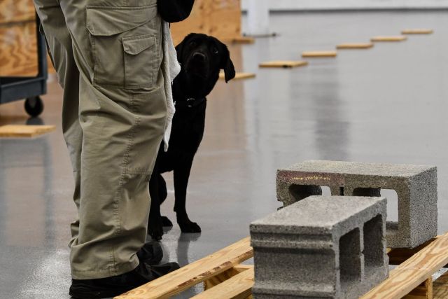 ЦРУ уволило собаку, которая не хотела искать взрывчатку