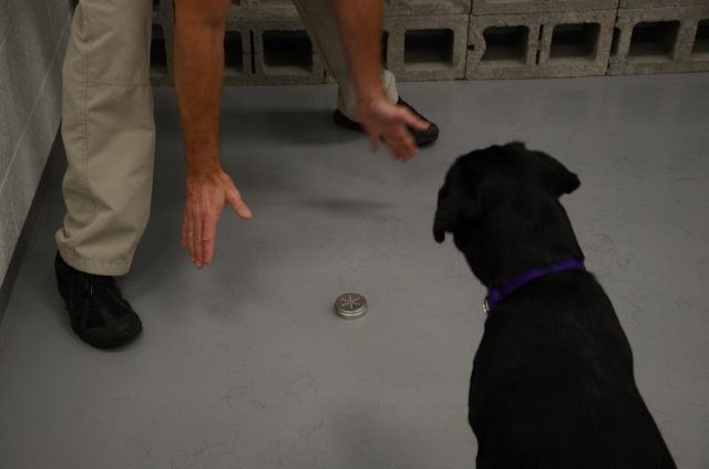 ЦРУ уволило собаку, которая не хотела искать взрывчатку