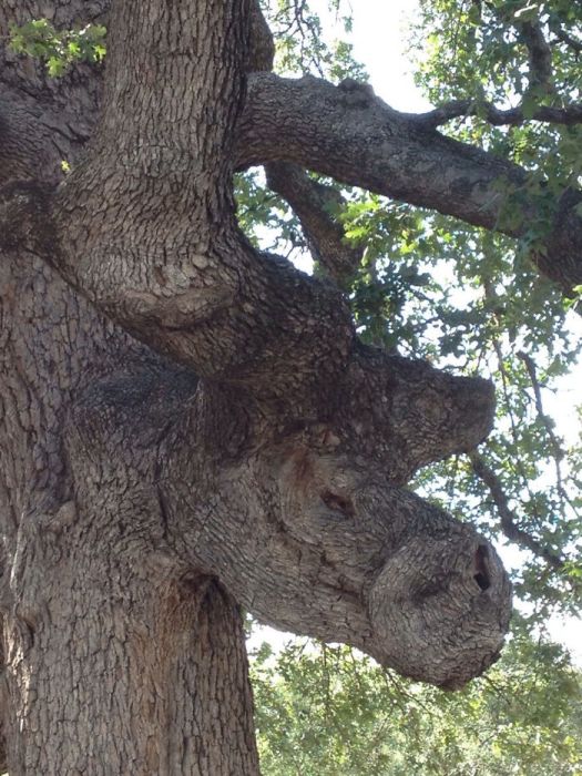 Деревья самой необычной формы
