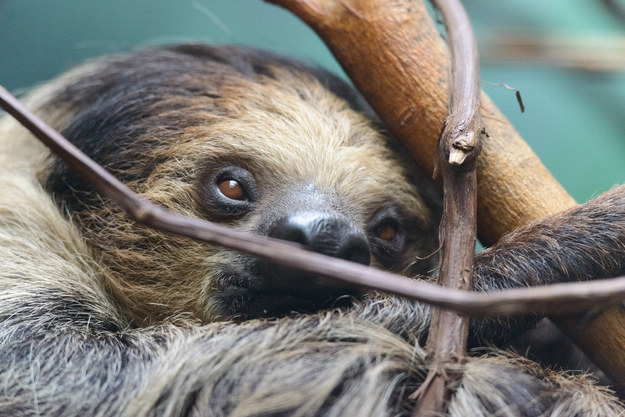 17 удивительных фактов о ленивцах