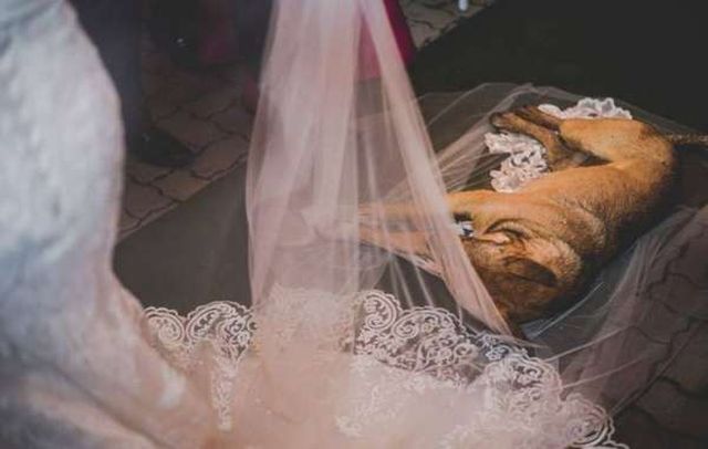 Бездомная собака на свадьбе, обрела новых хозяев в лице молодоженов