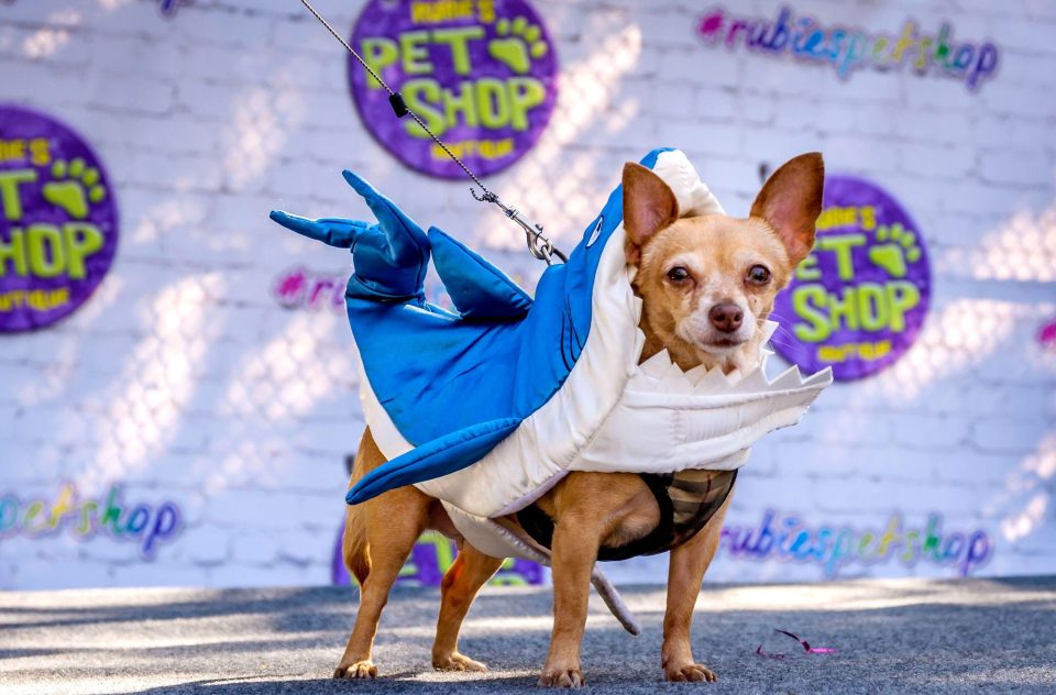 Парад собак в удивительных костюмах в Нью-Йорке