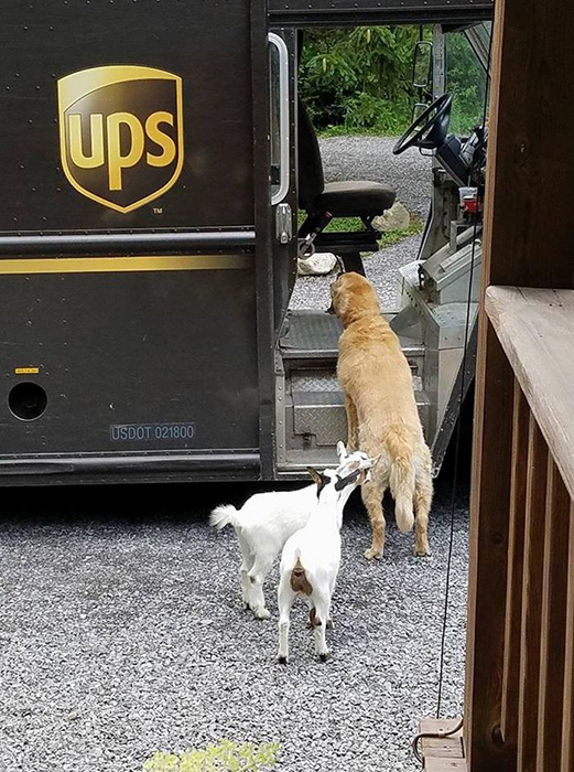 Собаки встречают почтальонов