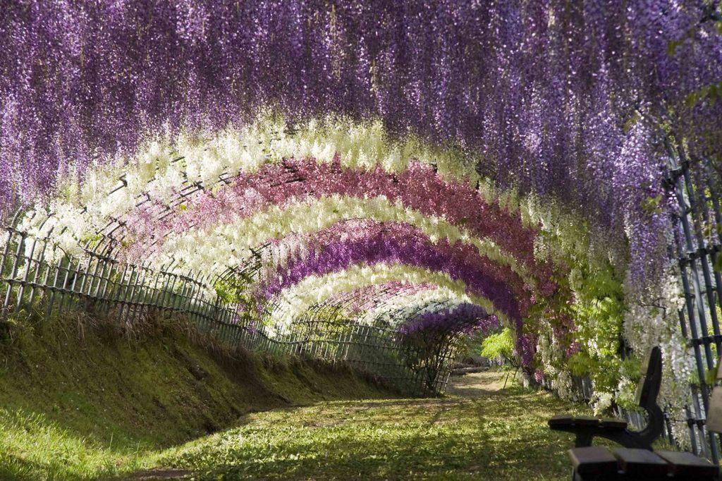 Самые красивые в мире тоннели из деревьев