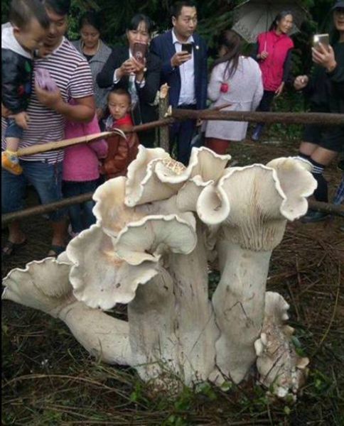 80-летний китаец нашел съедобного короля грибов