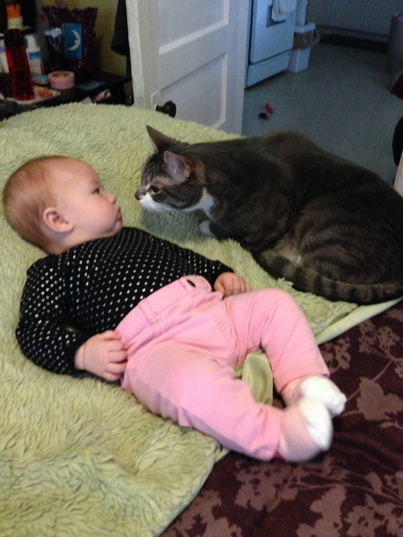 Кот и ребенок приколы
