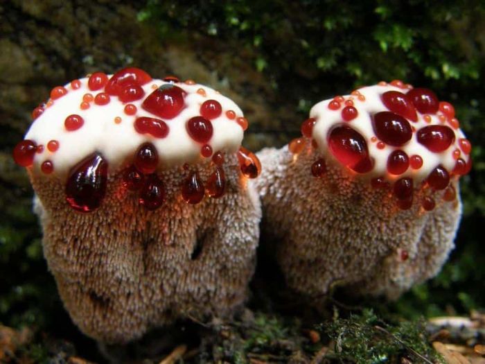 Жуткие растения и грибы