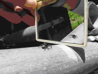 Подборка гифок с пауками