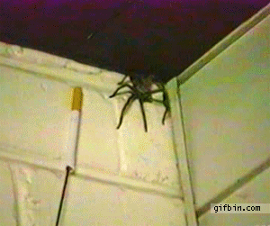 Подборка гифок с пауками