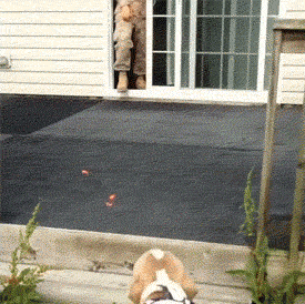 Собаки встречают своих хозяев-военнослужащих