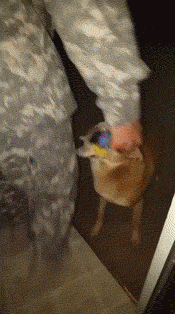 Собаки встречают своих хозяев-военнослужащих