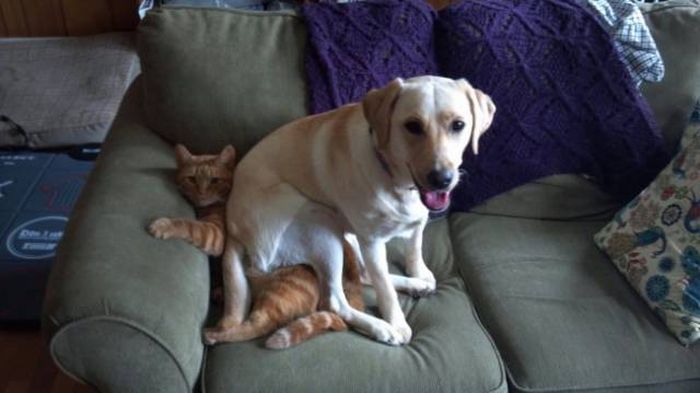 Снимки о совместной жизни кошек и собак