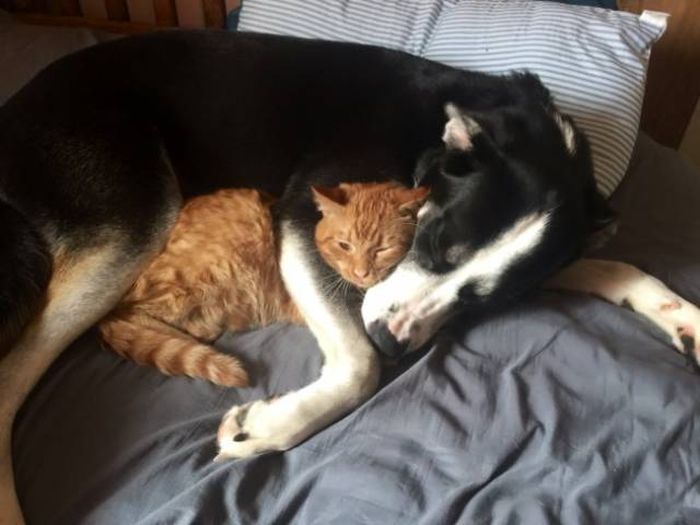 Снимки о совместной жизни кошек и собак