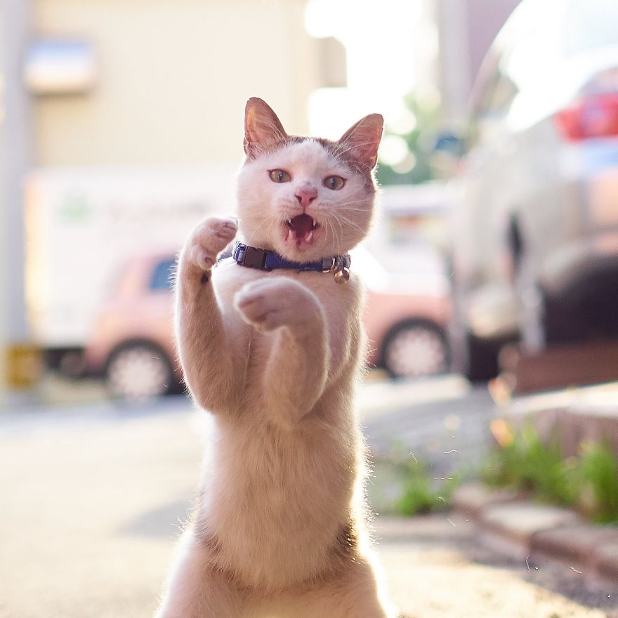 Котониндзя в боевых позах