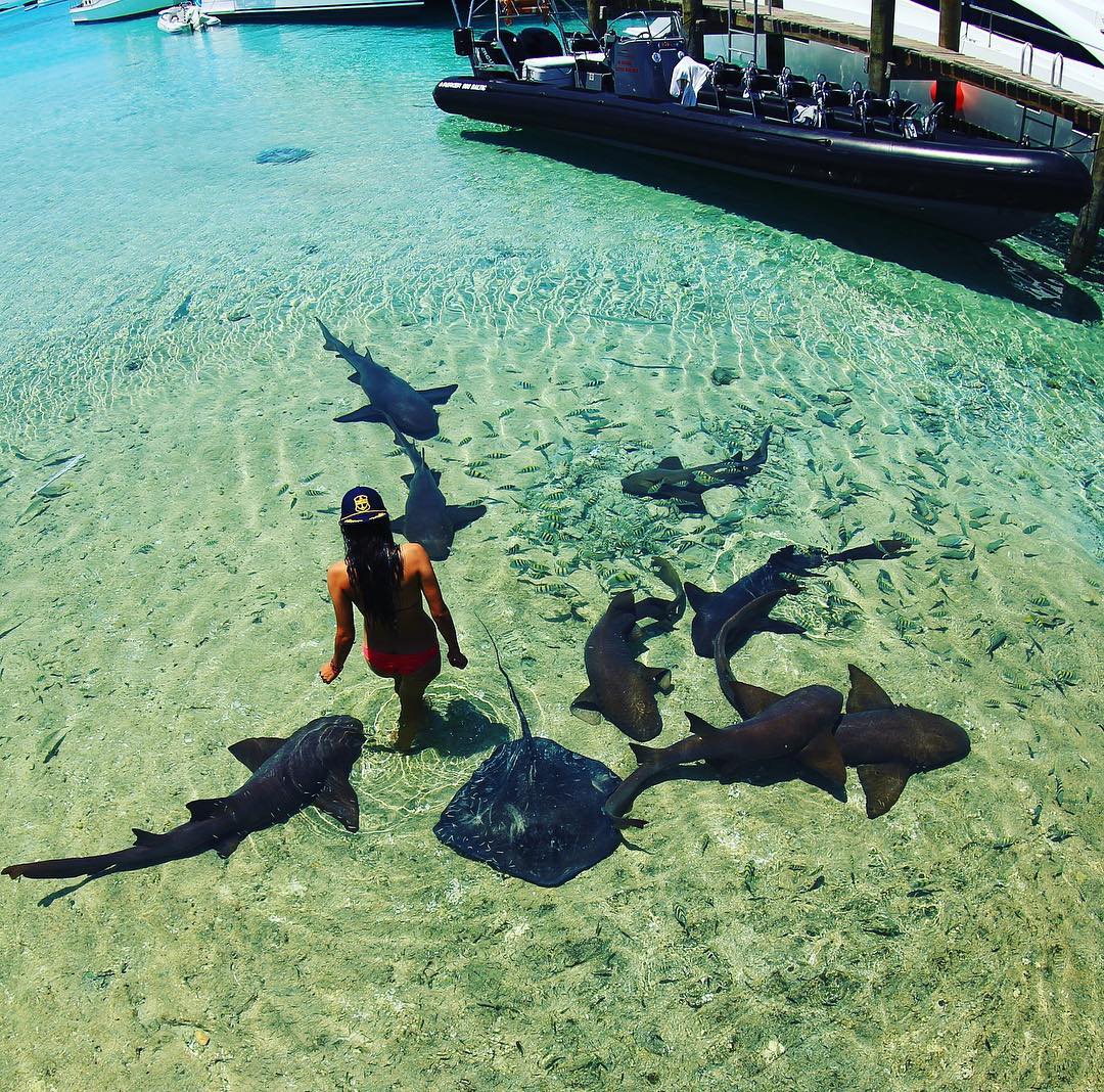 Австралийка без опаски плавает с акулами