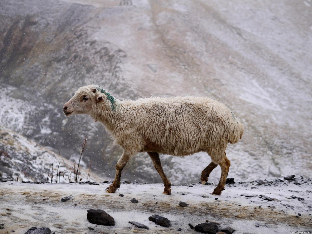 Зимняя миграция овец в горах Грузии