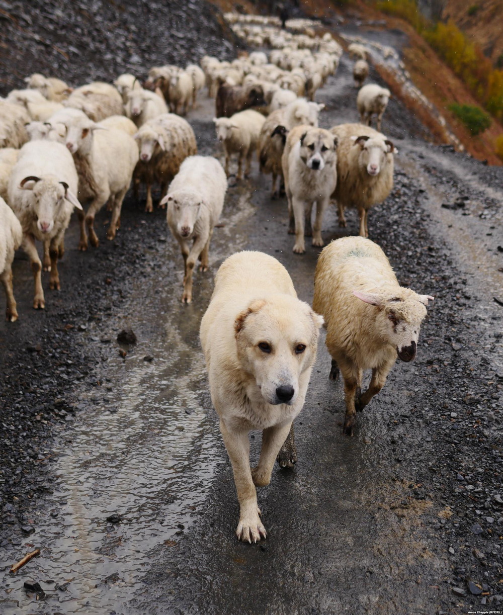 Зимняя миграция овец в горах Грузии