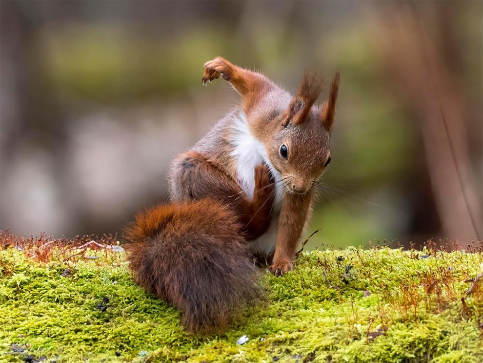 Финалисты конкурса Comedy Wildlife Photography Awards 2017