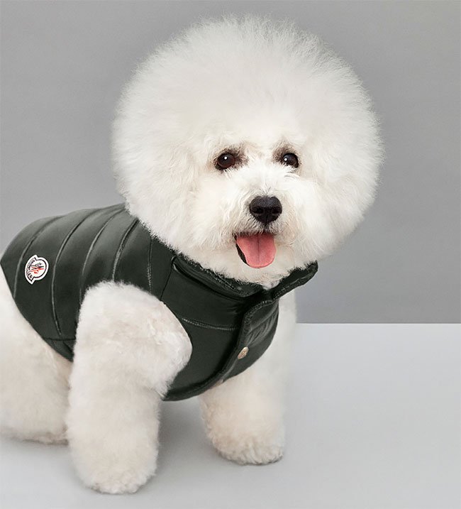 Итальянский бренд Moncler выпустил коллекцию курток для собак